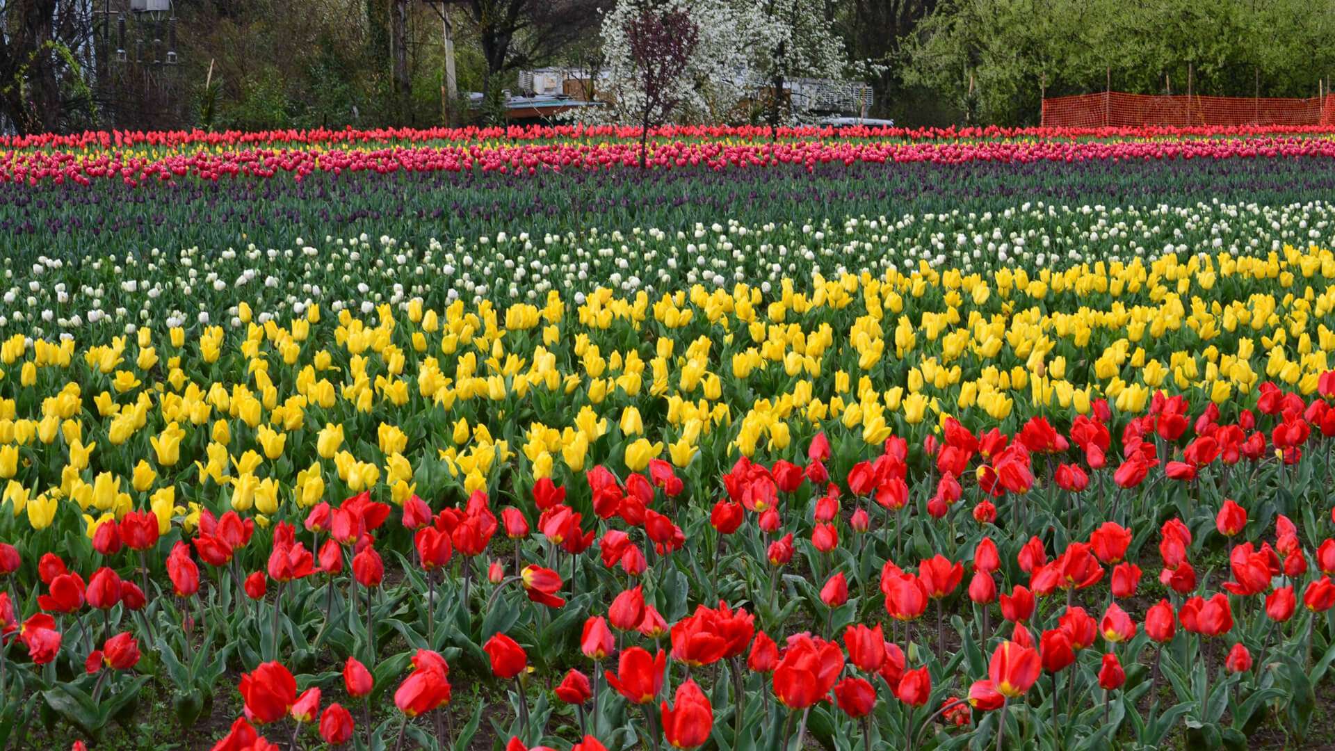 Kashmir Tulip Festival 2023 Date, History, Ticket Price, Major